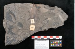 Foto (Objekt + Etikett) von Pecopteris sp. (NHMW-GEO-2024-0188-10484)